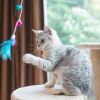 猫を最高に幸せにする『好きなこと』4選　喜んでいるサインも合わせてご紹介！