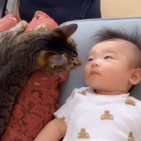 猫と赤ちゃんの出会いから１年…共に『成長していく様子』が素敵すぎると396万再生「愛情に感動」「ウルっときた」涙する人続出