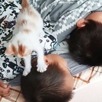 息子二人の『朝の目覚まし』を子猫にお願いした結果…微笑ましすぎる"攻防戦"が8.8万再生「起きないのがすごいw」「天使が3人いる！」