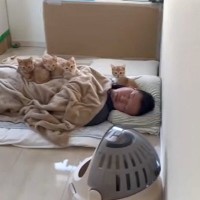 子猫とパパがいる部屋を見てみたら…まさかの『可愛すぎる光景』に"大爆笑"379万再生「前世はテイマー？ｗ」「温かい置物みたいなｗ」