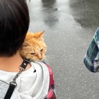 大雨の日に『ずぶ濡れの子猫』を保護して１年…感動的すぎる『家族との話』が197万再生「久々に泣いてしまった」「涙がでる」の声