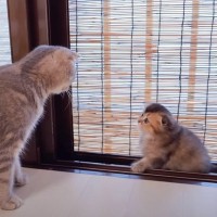 母猫が『網戸をよじ登っている子猫』に指導した結果…素直に聞く様子が可愛すぎると49万9000再生「疲れブッ飛ぶ」「天国だ」の声