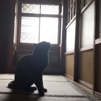 『扉の向こうに大好きな柴犬』がいたときの『黒猫の行動』…切なすぎる光景が57万再生「抱きしめたくなった」「無償の愛だね」の声