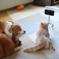 入院中に『犬猫とビデオ通話』した結果…画面越しの優しい行動に思わず"涙"8万3000再生「お母さまが優しいのね」「泣けてきた」