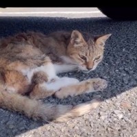 車の下にいた『弱りきって動けない猫』を保護したら…綺麗になった様子が感動的すぎると60万再生「奇跡が起きたね」「素敵な名前」の声