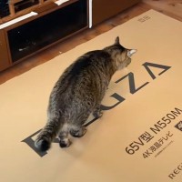 突然届いた『大きな箱』に猫たちが群がった結果…『てんやわんや』になる光景が可愛すぎると1万再生「わちゃわちゃ」「監視が大変ｗ」