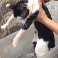 『お風呂大好きな猫』を湯船に入れた結果…まさかすぎる状態に"大爆笑"30万6000再生「幸せそうｗｗ」「魂もってかれた…？」