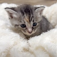 赤ちゃん猫を保護して２日目…あまりにも『天使すぎる光景』が46万再生の大反響「神様の贈り物」「最強のよちよち歩き」の声