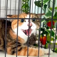 『威嚇がとまらない野良猫』を保護した結果…『4か月後の変化』が感動的すぎると16万再生「心開いたね」「驚く変貌ぶり」