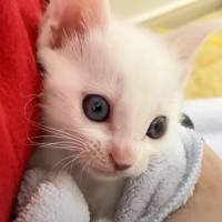 保護した赤ちゃん猫がおもちゃで遊んでいると思ったら…ママに見せた『まさかの行動』が31万再生「泣きそうになった」「愛情たっぷり」