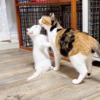 子猫がママ猫と『1日半ぶりに再会』した結果…愛情あふれる光景に尊すぎると感動する人続出「母の愛は偉大」「涙が出ました」