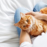 猫も『寝かしつけ』できるって知ってた？なかなか寝てくれない愛猫に困ったときの秘策4選