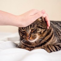 ストレスが原因で起こる猫の『心の病気』2選　飼い主さんができるメンタルケアは？