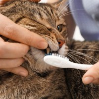 猫の『歯みがきをしない』3つのリスク　お口のケアは全身の健康につながる！