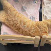 『愛猫への愛が報われた…』と思う瞬間3選　甘えてくれた、ゴロゴロ言う…喜びをかみしめるとき