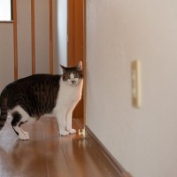 猫が『追いかけられると逃げる』ときのキモチ3選　どうしても捕まえたいときはどうすれば？