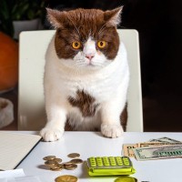 猫に税金？増え続ける野良猫と狂犬病の抑制のための提案に、猫愛好家は反発　ケニア