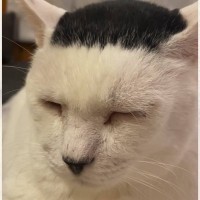 頭に海苔をつけているかのような渋顔猫…『細川たかしさんに似すぎている』と318万再生の大反響「爆笑してしまった」「渋くて男前」と話題に