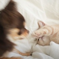 犬が『突然の猫パンチ』を食らった結果…まさかの『驚き方』が可愛すぎると爆笑する人続出「瞬間の顔がｗｗ」「ビビり加減がなんともｗ」