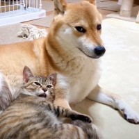 柴犬のお腹に頭を乗っけた猫…まさかすぎる『数秒後の光景』が62万再生の大反響「ほんとに秒で草ｗ」「仲良しすぎるでしょ」の声