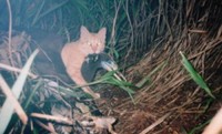 【獣医師コラム】「海鳥を野ネコから助ける。でも野ネコも助ける。」小笠原諸島のプロジェクト『野ネコ引っ越し作戦』に世界から注目集まる