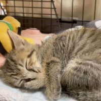 眠くなった子猫が『お母さん』を思い出して…まさかの『赤ちゃん返り』が1.4万回再生「可愛いすぎ～っ」「薬よりも効果がある癒やし…」