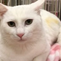 業者にペンキを塗られていた野良猫が保護されて…『ボス猫になるまでの物語』に涙が止まらないと16万再生「悲しい過去」「ジーンときた」