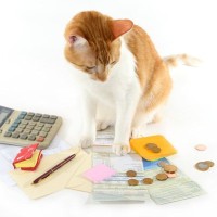 猫との暮らしで避けて通れない『お金』の話　フード代、医療費…一生でいくらかかる？