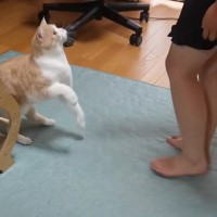 大好きな娘がいなくて『元気のない猫』が…『3日ぶりの再会』で見せた行動に反響続々「健気だね」「あっという間ｗ」と12万再生突破