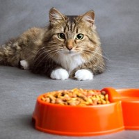 猫が『急にご飯を食べなくなる』4つの原因　体調不良を隠している証拠？対処法は？