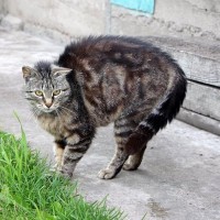 猫が『猫背』になるのはなぜ？3つの理由　実は猫ならではの動きを生み出していた？