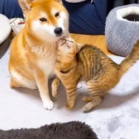 子猫が『柴犬のこと大好き』になった結果…可愛すぎる『猛アピール』に反響続々「猛烈だわ～ｗ」「愛が重いｗｗ」と9万1000再生