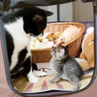 自分の家に侵入されて激怒する子猫…予想外すぎる『20分後の光景』が80万再生「愛が怒りを飲み込んだ」「めっちゃ癒やされた」