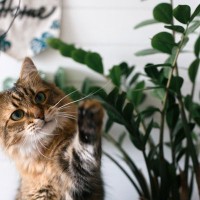 猫を死なせてしまう『危険な植物』4つとその理由　誤飲してしまったときの対処法は？