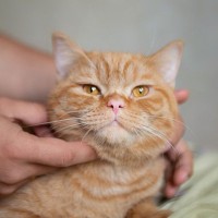 猫の『顔の汚れ』は病気のサイン？考えられる3つの病気と正しいお手入れ方法