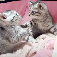 保護された子猫の兄妹が『1週間ぶりに再会』した結果…可愛すぎる交流の様子が12万6000再生「悶絶した」「ずっと見てられる」の声