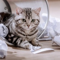 「好奇心旺盛な猫」がしがちな4つの行為と注意点　そもそも猫は好奇心が強いのはなぜ？