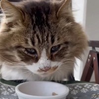 ご飯をもらい『泣いていた野良猫』を保護した結果…１ヶ月後の姿に涙があふれだすと50万4000再生「想像できなかった」「運命だね」