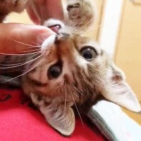 子猫の遊び相手は『飼い主さんの指』…天使みたいな『カミカミ攻撃』が5万7000再生「サイズ感がいい」「疲れが吹っ飛んだｗ」の声