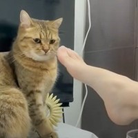 猫が『パパの足のニオイ』嗅いだ結果…まさかの『顔』が面白すぎると4万6000再生「遠い目をｗｗ」「フリーズしてて草」と爆笑