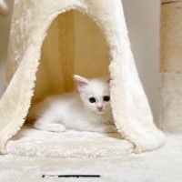 甘えん坊な『赤ちゃん猫』をママが抱っこした結果…天使すぎる光景が9万9000再生「人間の赤ちゃんと同じ」「ママさんが羨ましい」