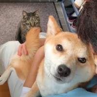 猫は大好きなママが『柴犬を抱っこ』していたら…面白すぎる『視線』に爆笑「殺気がｗ」「睨んでで草」と4万7000再生突破