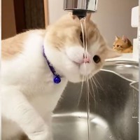 水を飲みたい猫を『監視役の猫』が見張った結果…まさかのオチに爆笑！「とっても癒されます！」「キュンです」微笑ましいやり取りに絶賛の声