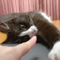 子猫が『仕事をする飼い主』を見たら…全力の『かまって攻撃』が可愛すぎると悶絶の声続出「癒やしをありがとう」「仕事どころじゃないｗ」