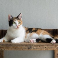 猫の性格は大きく『5つの傾向』に分類できる！タイプ別に特徴を解説　あなたの愛猫はどれ？