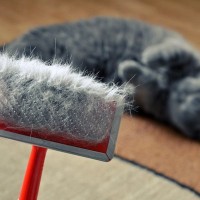 猫の抜け毛が悩ましい『換毛期』おすすめの対策4選　そもそもなぜ生えかわる？