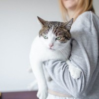 良かれと思っても…？猫が実は迷惑している『飼い主の勘違いNG行為』4つ