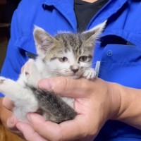 側溝に落ちた『生後2ヶ月の子猫』が救出された結果…素敵な結末が感動的すぎると18万4000再生「幸せになってね」「ありがとう」