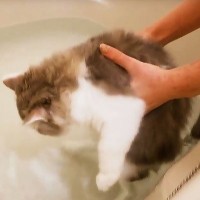 『長毛猫は水を恐れない』と聞いて"初めてお風呂"に入れてみたら…驚きの検証結果が1万2000再生「かわゆす」「スレンダーｗ」の声