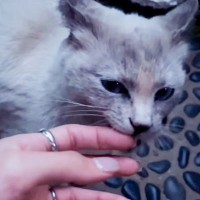 『野良猫が毎晩必ず外で待ってくれていて…』現在の様子に涙があふれでると593万再生「素敵な話」「本当にありがとう」